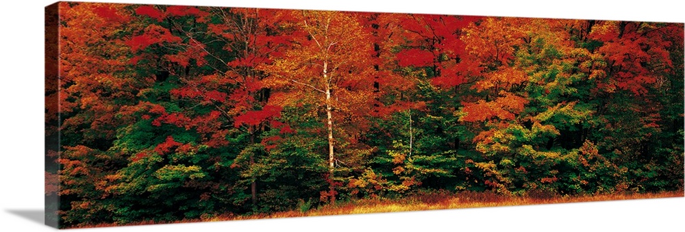 Panoramic photograph of dense forest filled with trees covered in autumn leaves.