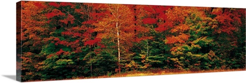 Fall Maple Trees | Great Big Canvas