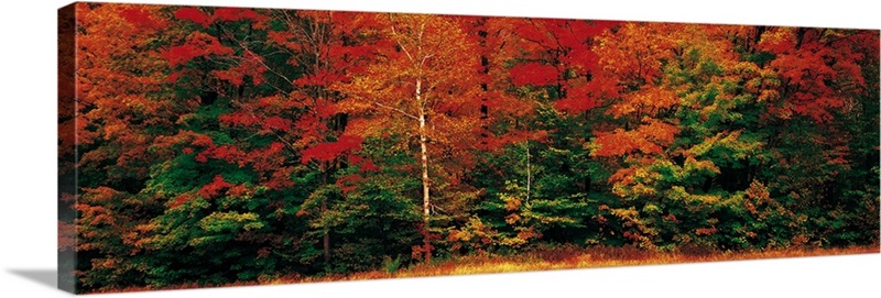 Fall Maple Trees | Great Big Canvas