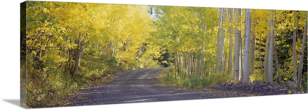 This large panoramic photograph shows a road that is lined with birch trees that have light green and yellow leaves.