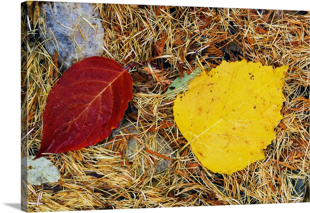 Fallen autumn color leaves in pine needles, detail, Montana