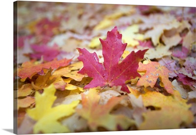 Fallen Autumn Color Maple Tree Leaves