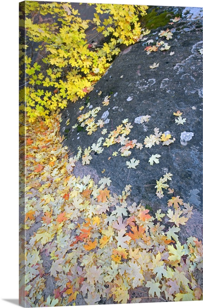 Fallen Autumn Color Maple Tree Leaves On Wet Rock