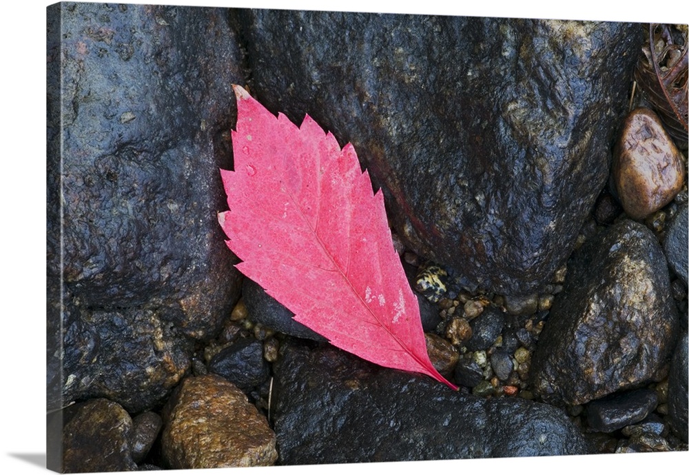 Fallen autumn color virginia creeper leaf on wet rocks, Superior National Forest, Minnesota