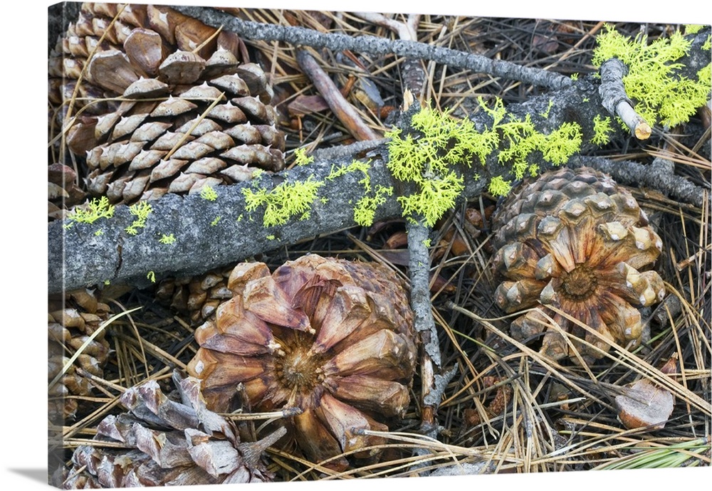 Fallen Pine Cones And Sticks With Lichen