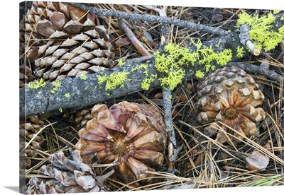 Fallen Pine Cones And Sticks With Lichen