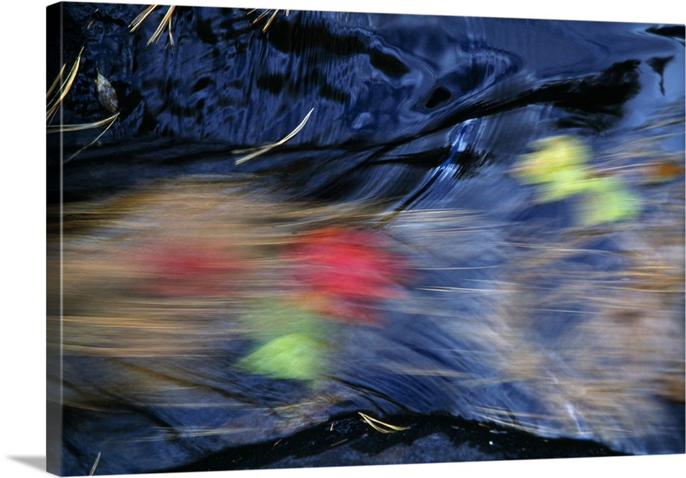 Fallen pine needles and autumn color leaves floating downstream, blurred motion, New York
