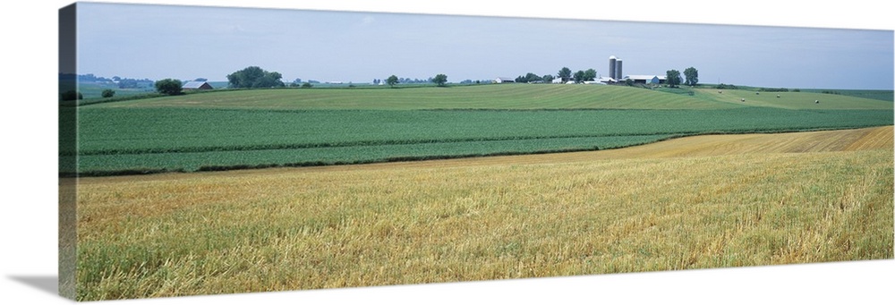 Farm silos in an oat field, Iowa