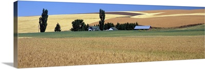 Farm & wheat field St John WA