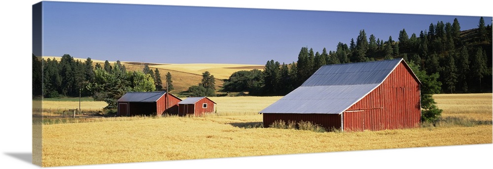 Farmhouses in a wheat field, Washington State