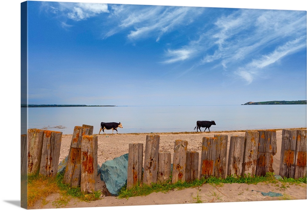 Feisian cattle on the cunnigar, dungarvan bay, county waterford, Ireland.