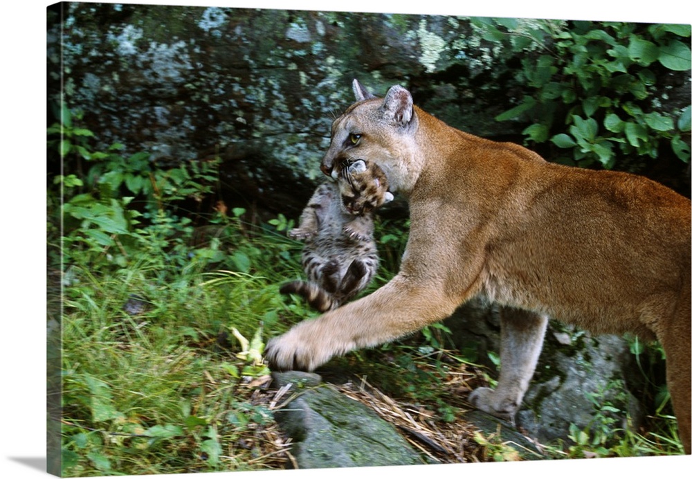 Female cougar carrying cub in mouth, Minnesota