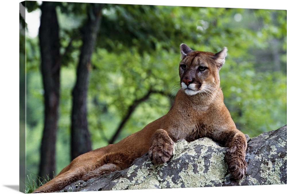 Female cougar lying on rock, Minnesota