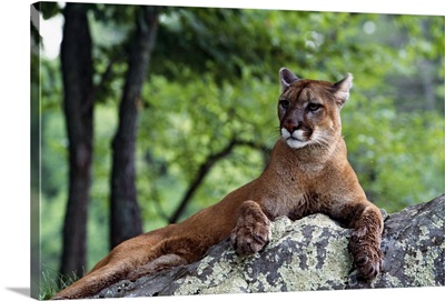 Female cougar lying on rock, Minnesota