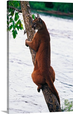 Female cougar perched on leaning tree trunk, Minnesota