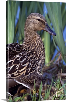 Female mallard duck sitting with chicks in tall grass, profile, Ohio