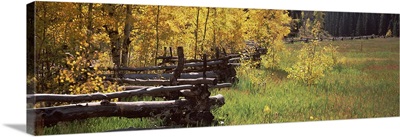 Fence in a forest, Ridgway, Ouray County, Colorado