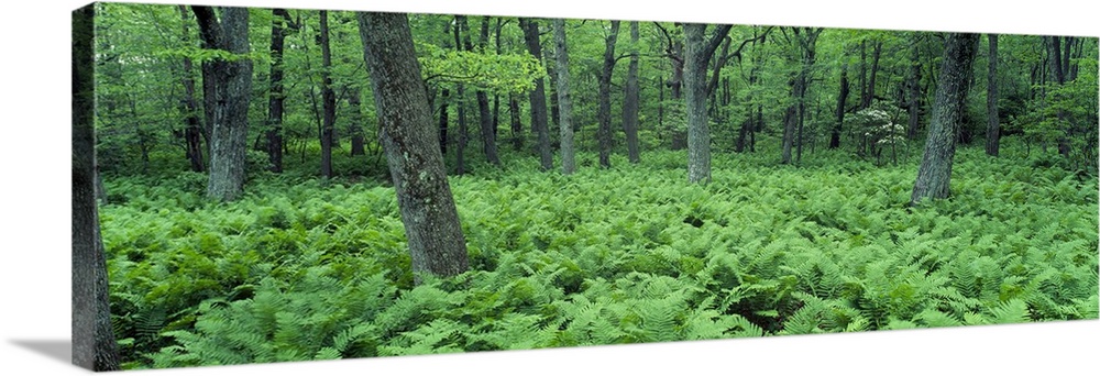 Fern Covered Forest Floor Shenandoah National Park VA