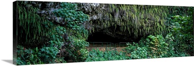Fern Grotto Wailua River State Park Kauai Hawaii