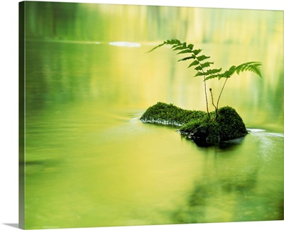 Fern plant in water