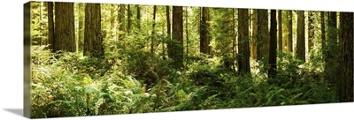 Ferns and Redwood trees in a forest, Redwood National Park, California