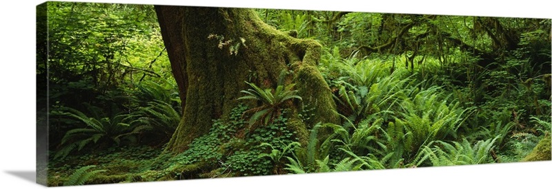 Ferns and vines along a tree with moss on it, Hoh Rainforest, Olympic ...