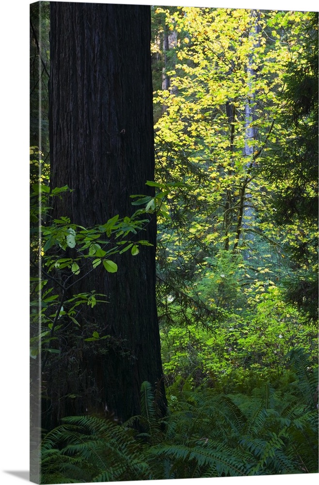 Ferns growing beside redwood tree, Redwood National Park, California