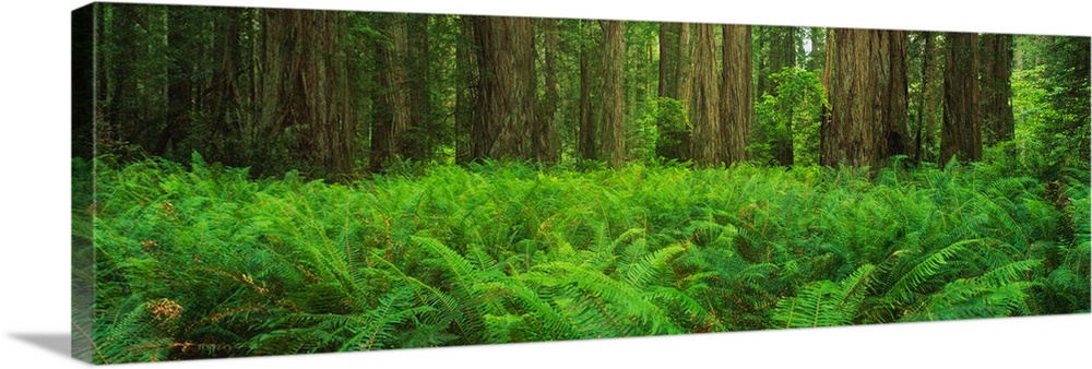 Panoramic photograph of dense forest floor filled with plants.