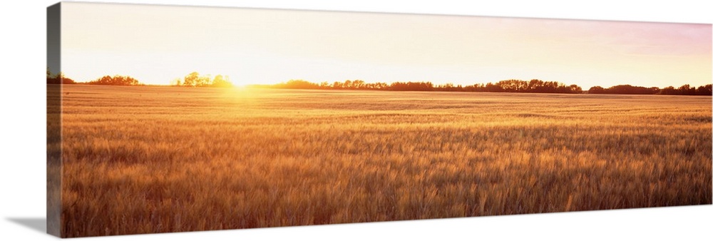 This wide angle shot is taken of a vast open field as the sun shines brightly dipping below the horizon.