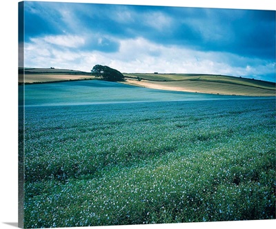 Field Dorset England