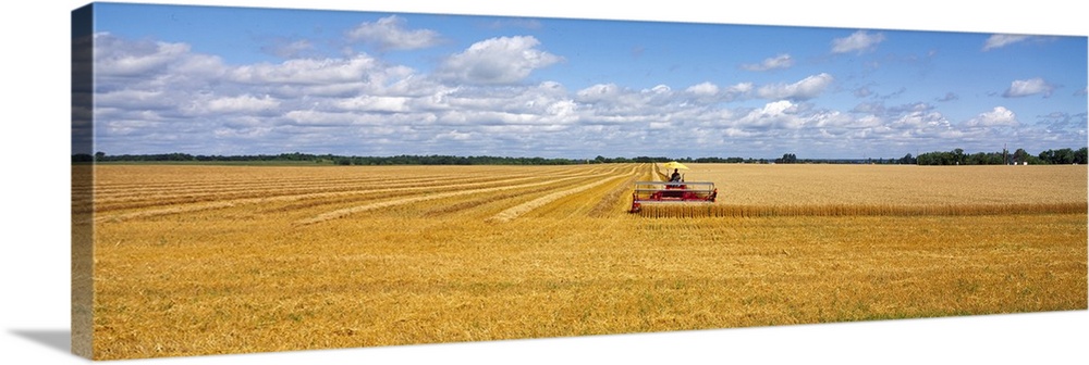 Oversized, landscape photograph of a golden wheat field that is half harvested by a combine in the middle of the image.  A...