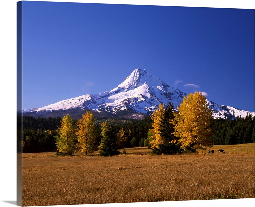 Crop in a field with a mountain range in the background, Mt Hood, Upper Hood River Valley, Oregon, USA