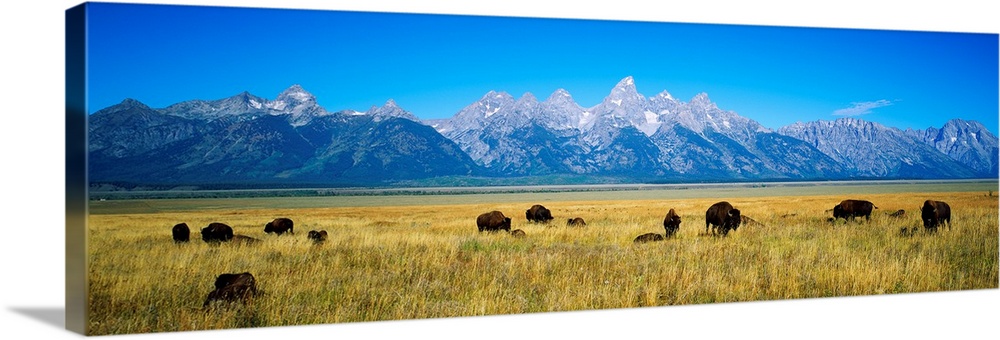 A photograph of bison grazing in the foreground on the plains with mountains in the distance on this panoramic picture.