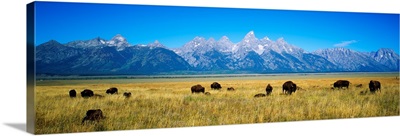 Field of Bison with mountains in background, Grand Teton National Park, Wyoming