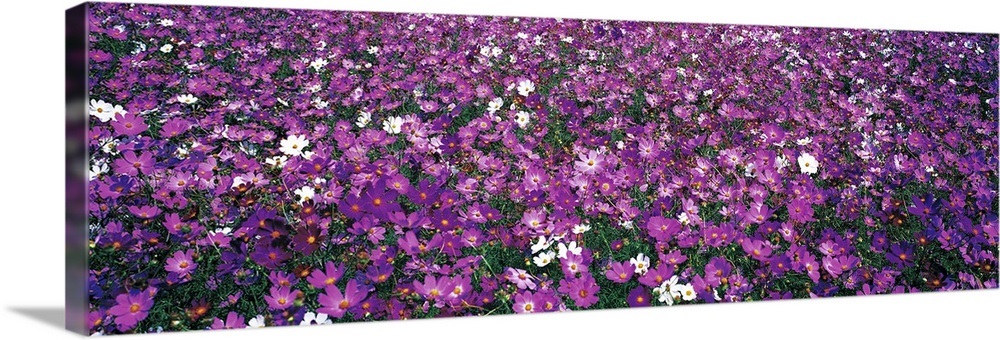 Field of Flowers Wall Art, Canvas Prints, Framed Prints, Wall Peels ...