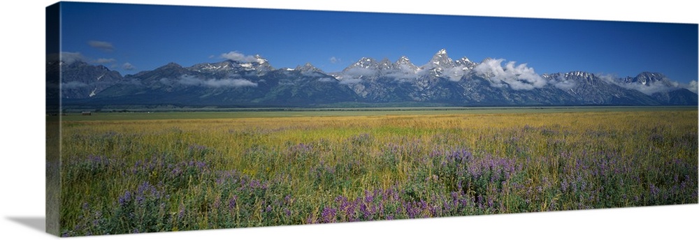Field of flowers, Grand Teton National Park, Wyoming