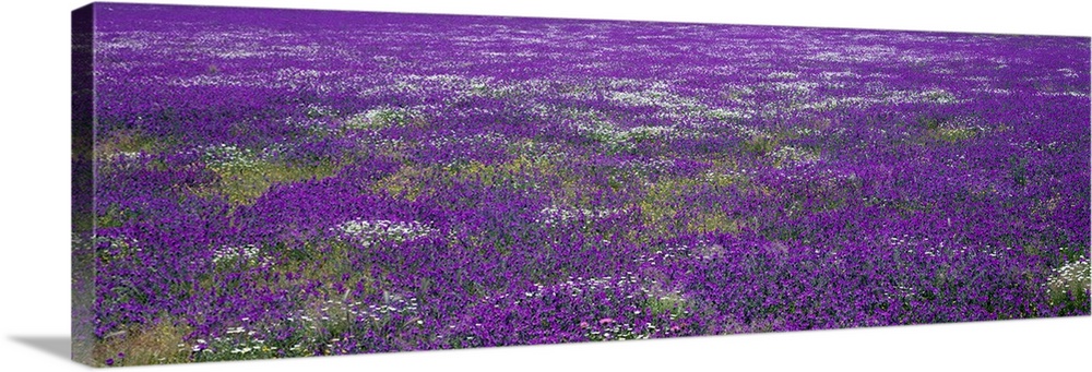 Panoramic photograph on a big wall hanging of a vast field of purple wildflowers in Planicies, Portugal.