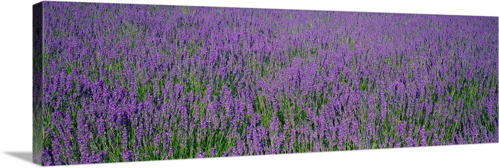 Panoramic photo print of a field of flowers.