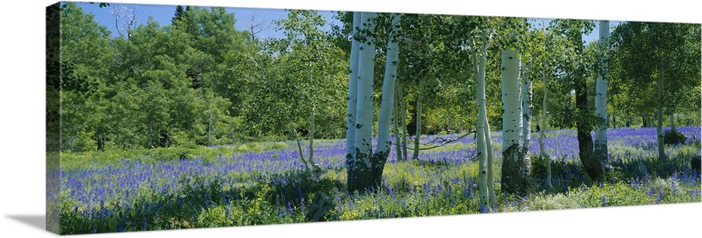 A vast field is filled with purple flowers and has aspen trees grouped together on the right side of the picture.