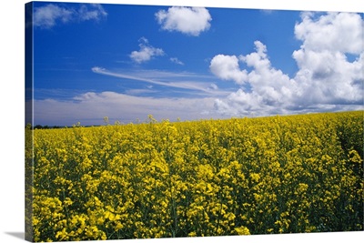 Field of oilseed rape or canola in bloom, England.
