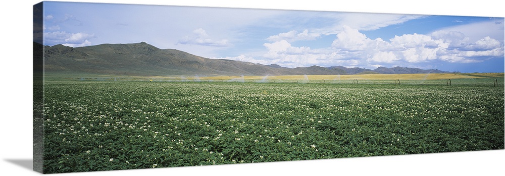 Field of potato crops, Idaho