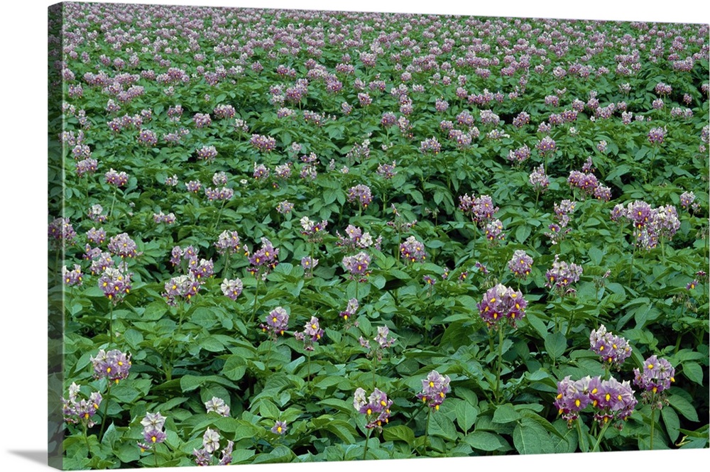 Field of potato plants in bloom, Scotland.