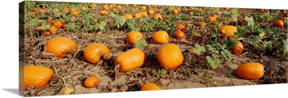 Field of ripe pumpkins, Kent County, Michigan