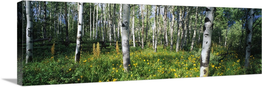 Panoramic photograph of forest with wooden fence running through it and thick lush undergrowth.