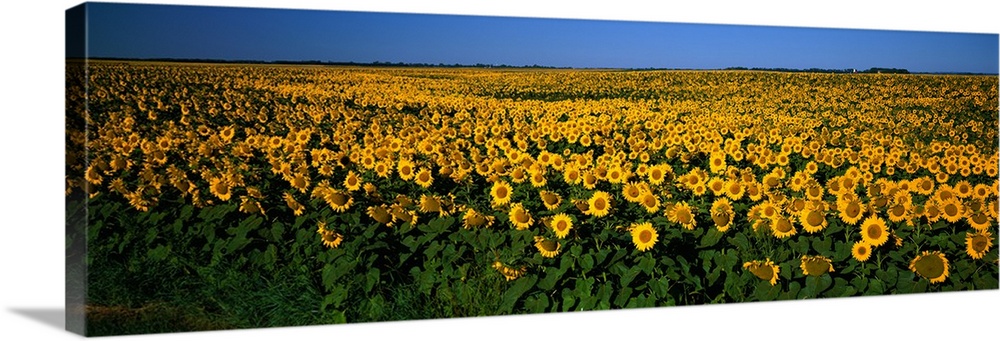 Field of Sunflowers ND