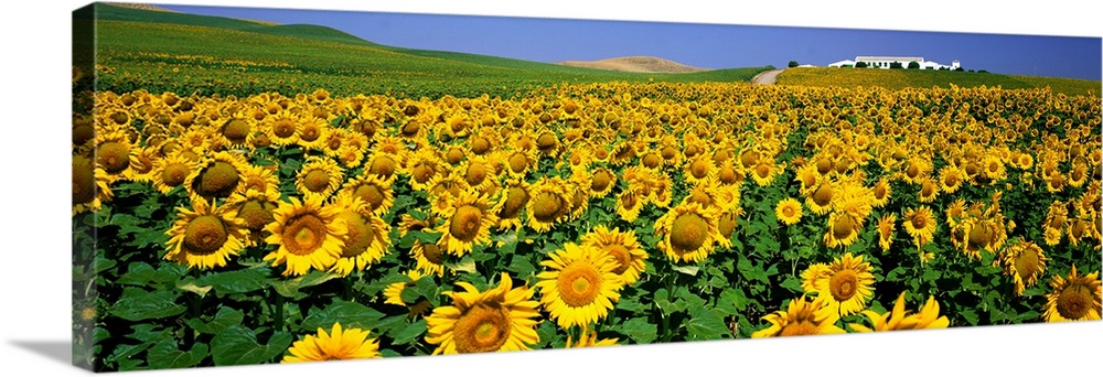Field of Sunflowers near Cordoba Andalusia Spain