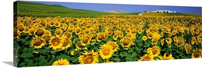 Field of Sunflowers near Cordoba Andalusia Spain