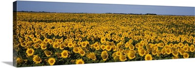 Field Of Sunflowers, North Dakota