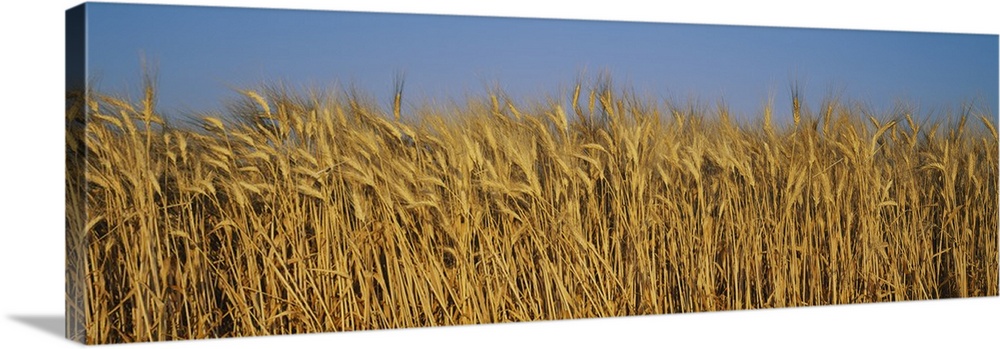 Field of Wheat, France