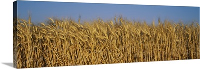 Field of Wheat, France